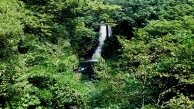 奈曽の白滝