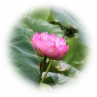 鎛