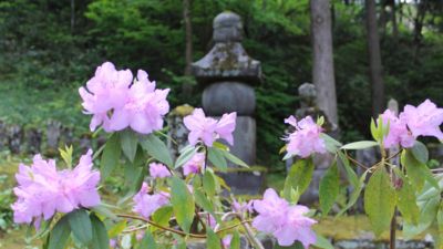 林泉寺