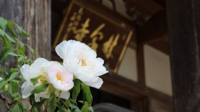 林泉寺