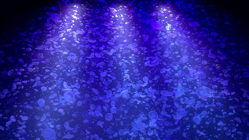 ΐ